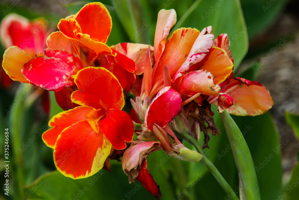 Fototapeta premium red and yellow tulips