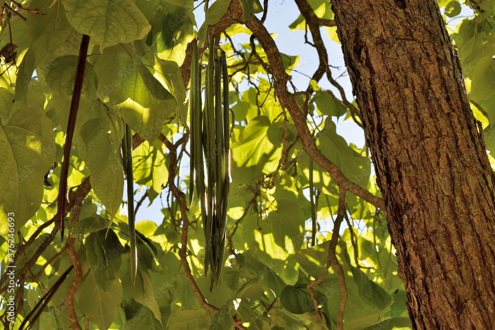 Trunk, fruits and leaves of a catalpa tree with sunset light reflections