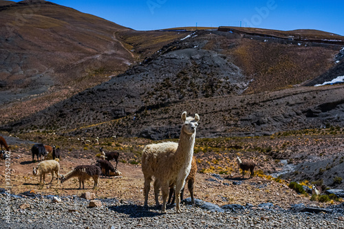 llamas