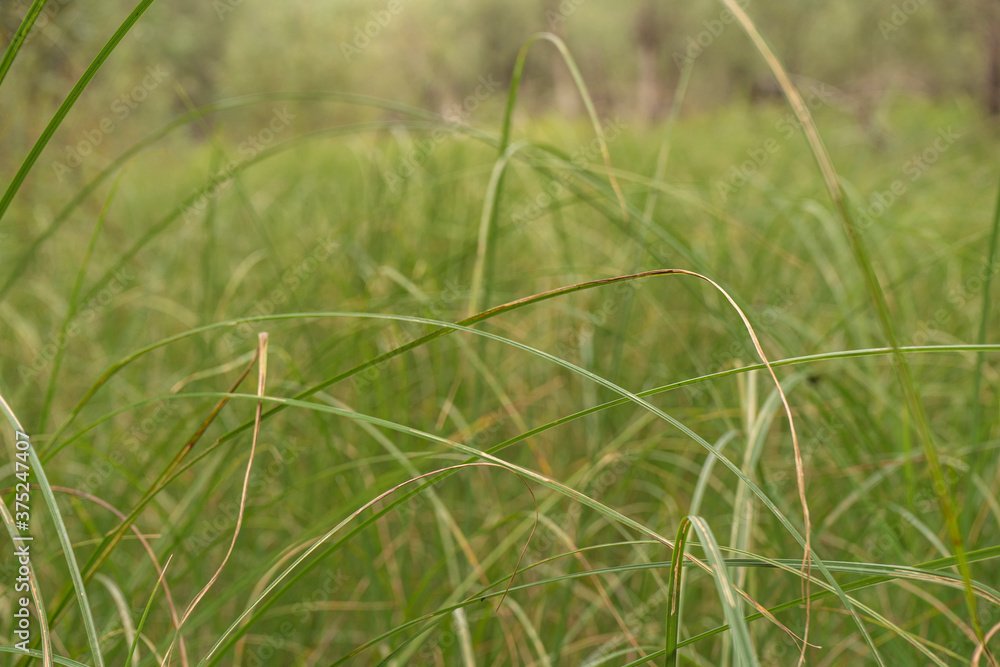 Green grass summer background. Selective focus. Concept Green grass summer background. Selective focus. Concept