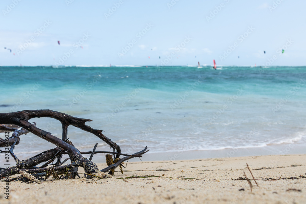 Fototapeta premium woods on the beach in Le Morne beach, Mauritius