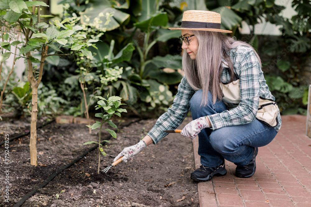 Pretty senior gray haired woman, wearing jeans, shirt, apron and hat, working with garden rake, planting little tree in modern greenhouse. Gardening tools, working in hothouse Pretty senior gray haired woman, wearing jeans, shirt, apron and hat, working with garden rake, planting little tree in modern greenhouse. Gardening tools, working in hothouse