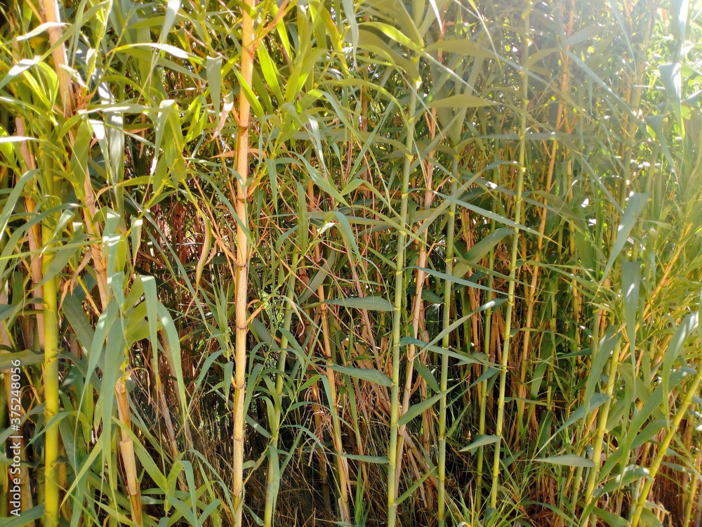 Obraz premium Common reed, background with nature textures