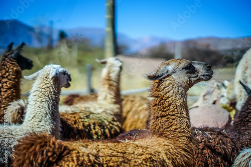llamas