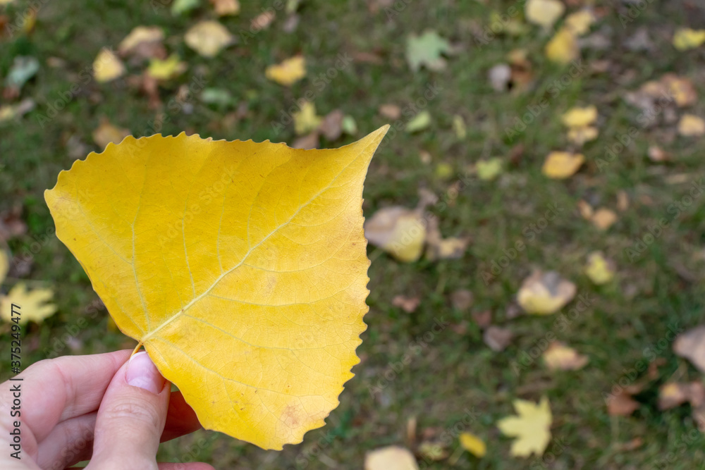 A hand holding yellow autumn leaf heart shaped, lawn with dry leaves on background