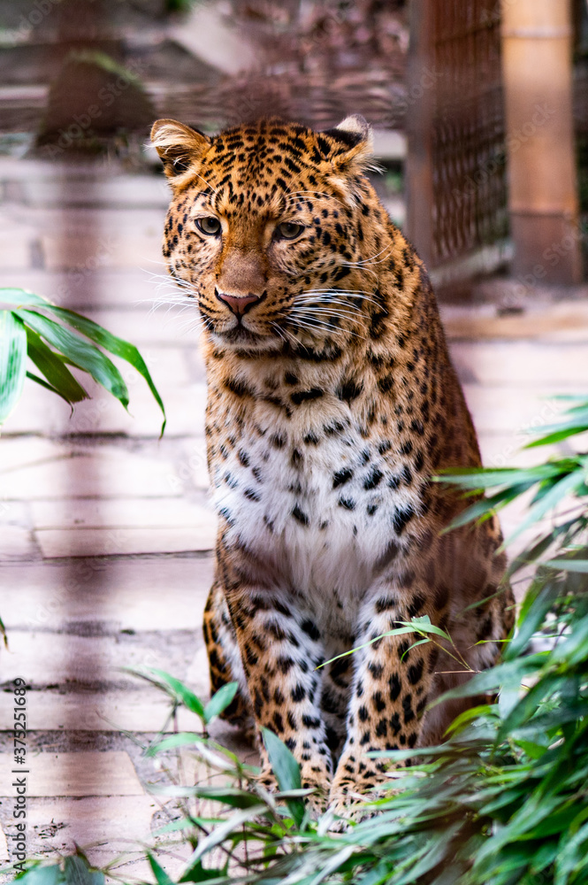 Fototapeta premium Leopard im Zoo
