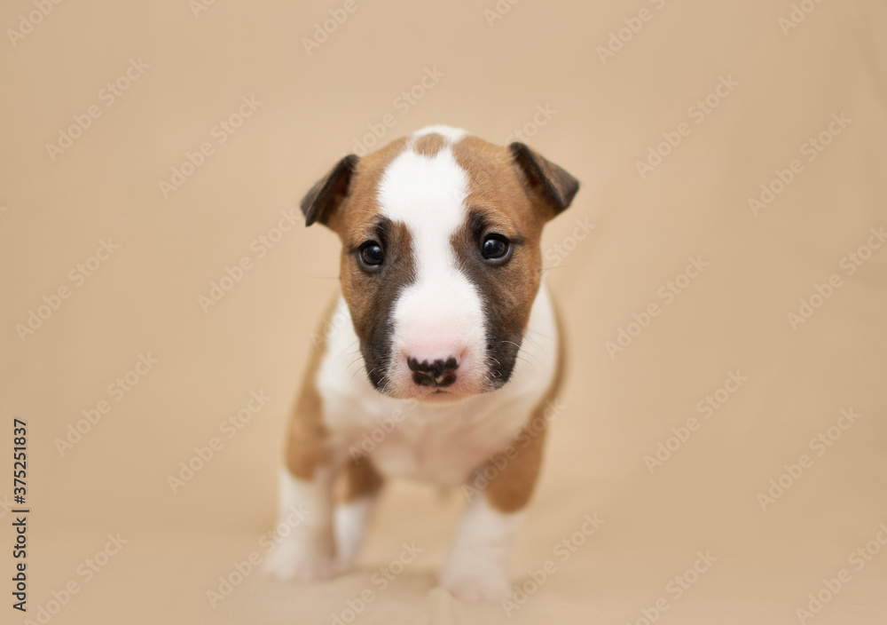 bullterrier puppy