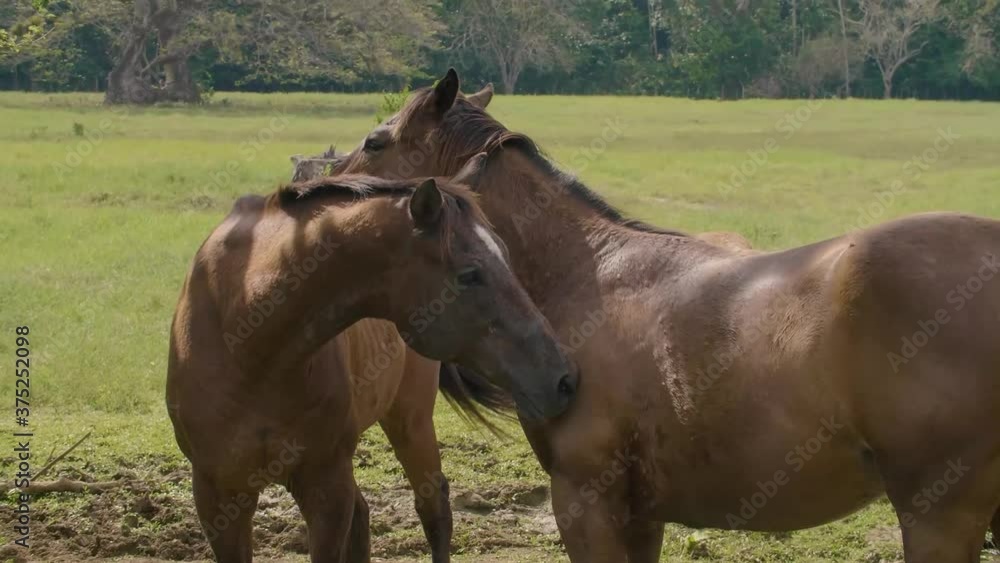 Treasure Beach, Negril, Jamaica - August 8, 2018: Two faces of horse scratching and playing with each other in village farm Treasure Beach, Negril, Jamaica - August 8, 2018: Two faces of horse scratching and playing with each other in village farm