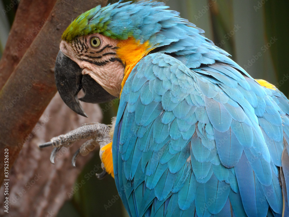 Obraz premium Colombian Parrot