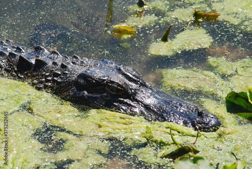 Close Up Alligator Face Wildlife in Natural Habitat Large Reptiles Dangerous Animals Swimming in Swamp or Marsh Conservation Park  Crocodile Head Environment Protection Predator Carnivore Ecosystem