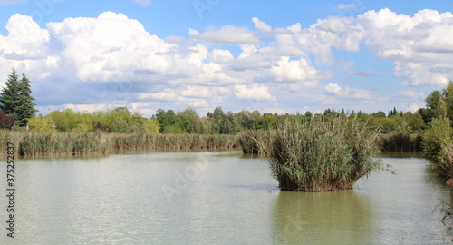 Paesaggio naturale nel parco in estate