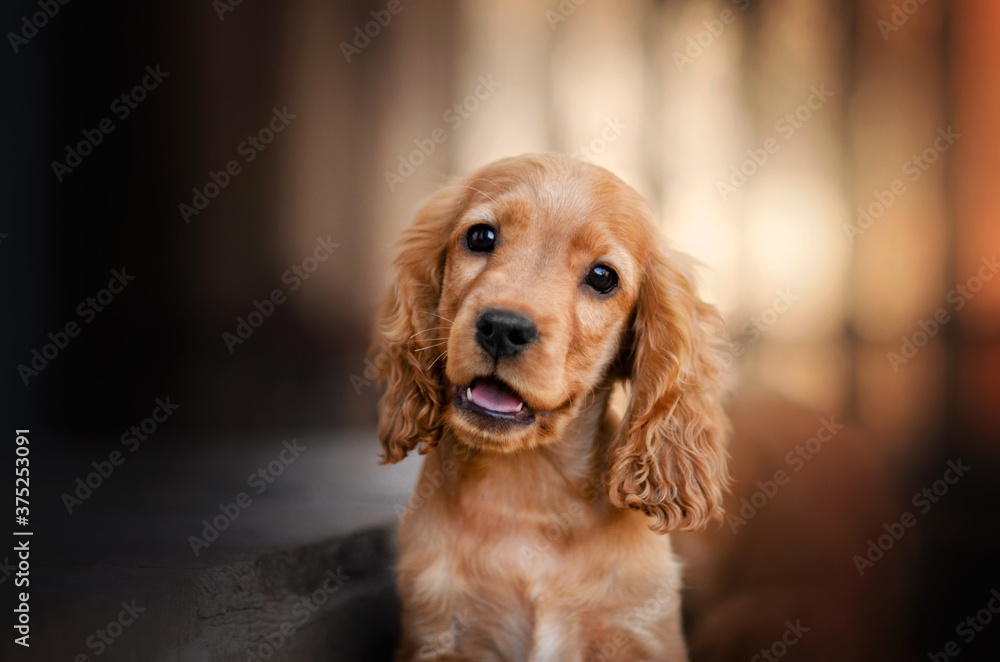 english cocker spaniel dog cute puppy lovely portrait magic light sunset orange
