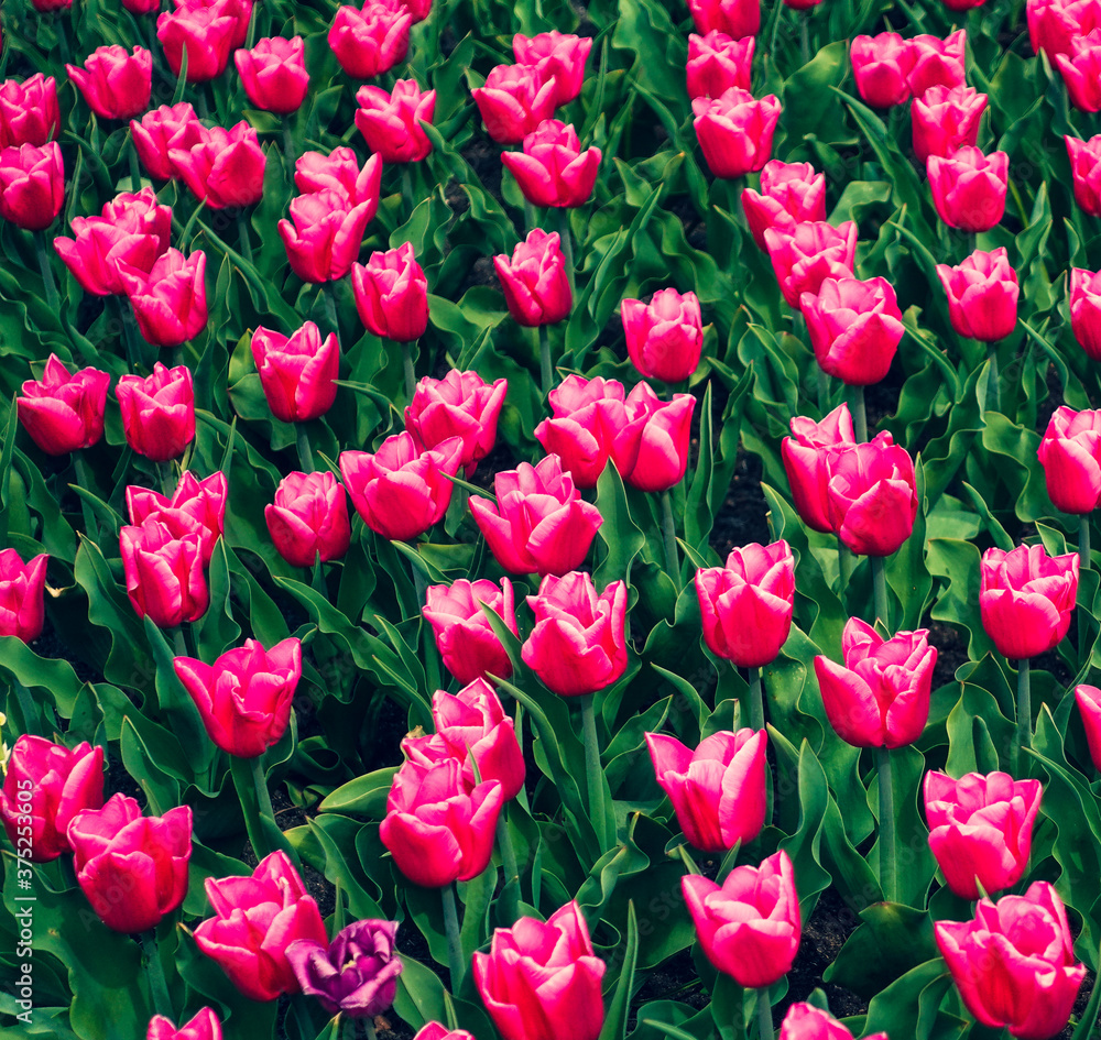 Pink Tulips Pink Tulips