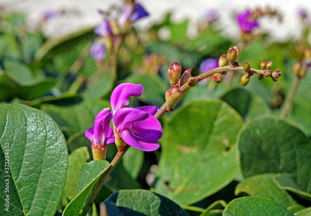 Beach bean flowers,(Carnavalia rosea), Rio de Janeiro, Brazil Beach bean flowers,(Carnavalia rosea), Rio de Janeiro, Brazil