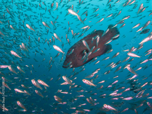 小魚の群れの中を泳ぐアザハタ。英語名: Tomato hind 学名: Cephalopholis sonnerati (Valenciennes, 1828) 和歌山県串本 photo