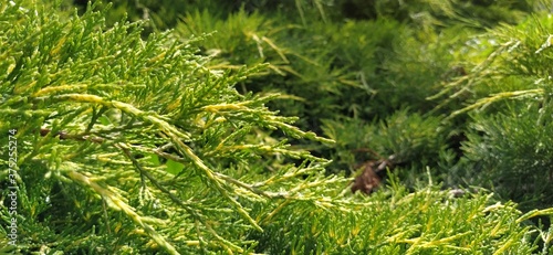 Thuja leaves close up. Thuja or Tree of Life, Latin Thuja, is a genus of gymnospermous coniferous plants of the cypress family Cupressaceae. Evergreen shrubs. photo