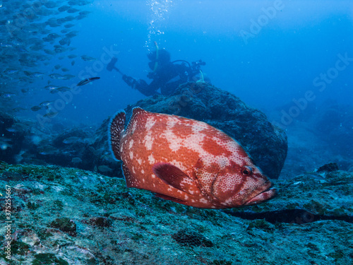 アザハタとダイバーのシルエット　英語名: Tomato hind 学名: Cephalopholis sonnerati (Valenciennes, 1828) 和歌山県串本 photo