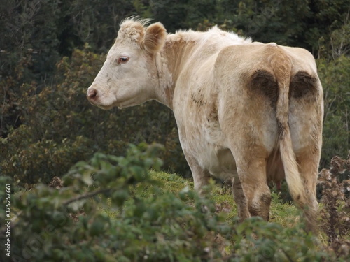 cow on a farm © Nomi