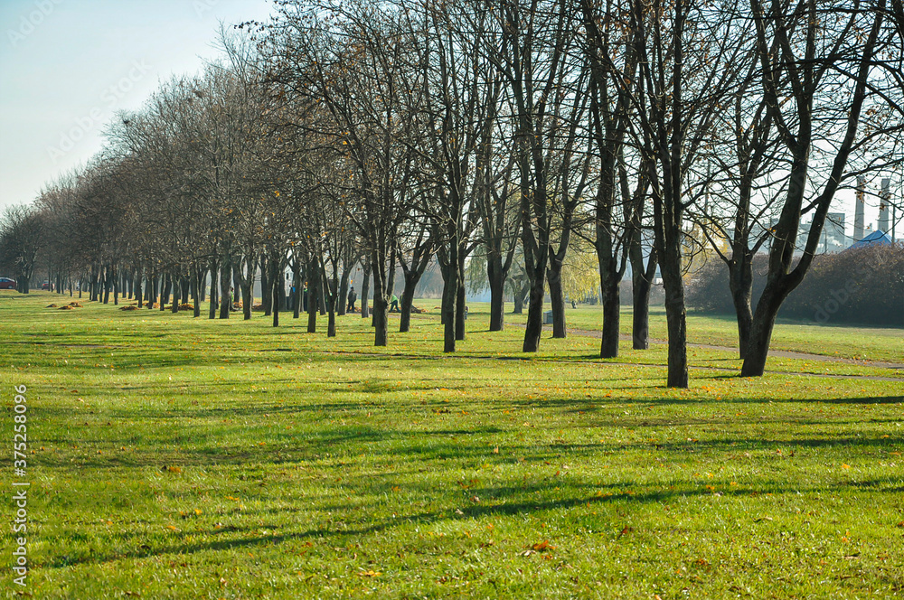Obraz premium An alley of trees with crowns without foliage in a park with green lawns and fallen leaves on a sunny day, shadows on the grass from tree trunks.