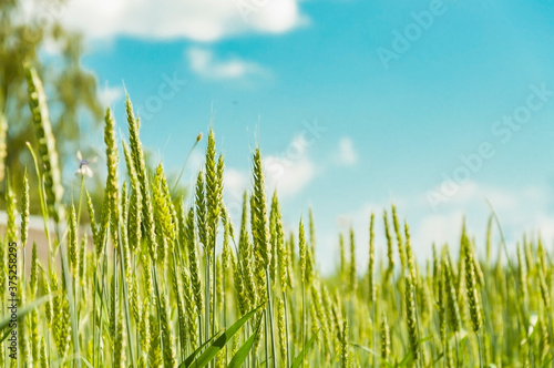 Green unripe wheat against a blue sky with clouds on a sunny day.
