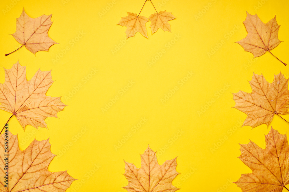 fall frame composition. yellow maple leaves frame. autumn concept fall frame composition. yellow maple leaves frame. autumn concept