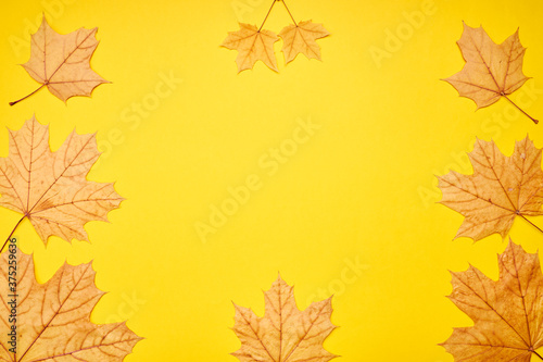 fall frame composition. yellow maple leaves frame. autumn concept