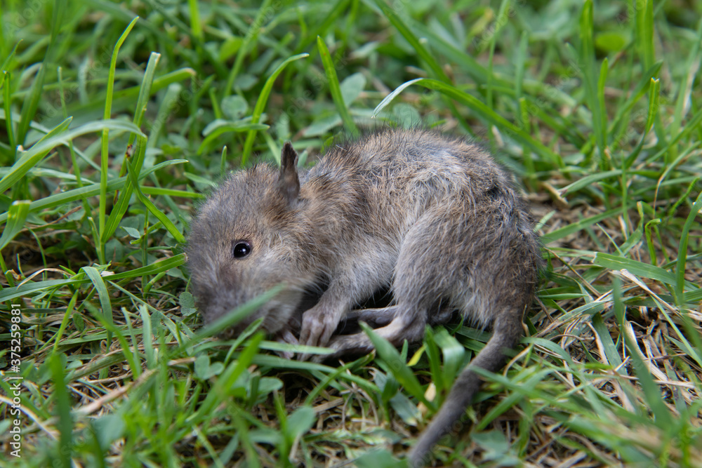 A mouse on a meadow. Little rodent lying dead in green grass. A mouse on a meadow. Little rodent lying dead in green grass.