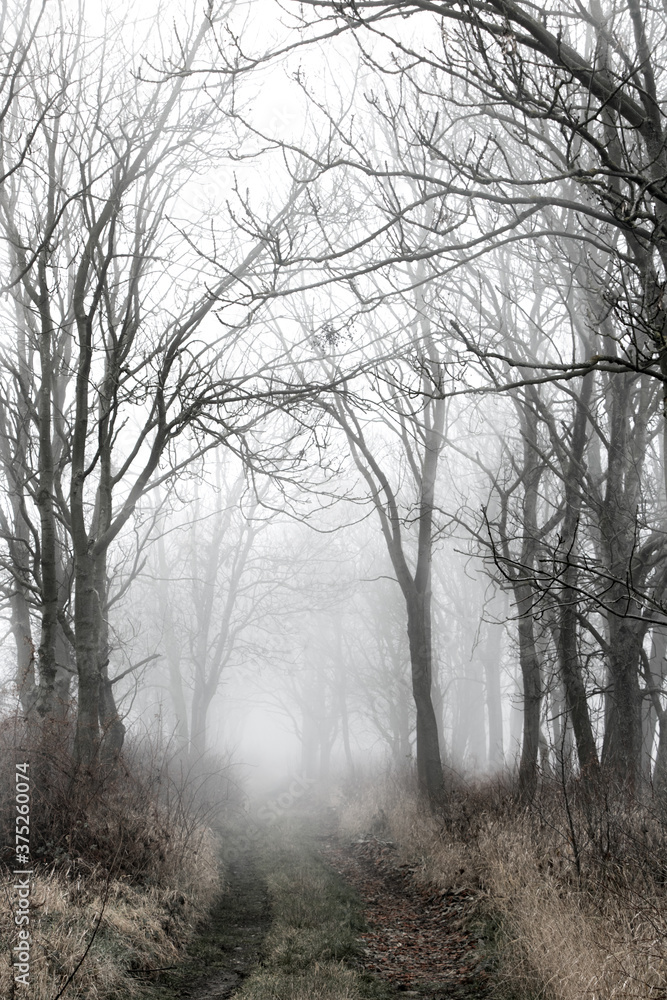 Alley in fog with silhouette of trees. Autumn trail. A path through a forest with dense fog. Mysterious pathway. Footpath is vanishing in mist. Alley in fog with silhouette of trees. Autumn trail. A path through a forest with dense fog. Mysterious pathway. Footpath is vanishing in mist.