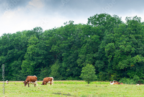 cows on a meadow © vorderlinse