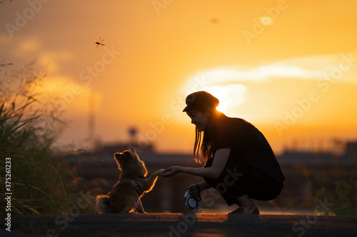 夕日とお手をする犬