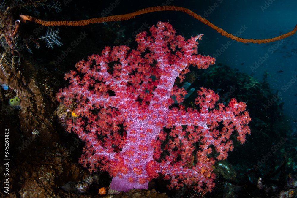 Vibrant soft corals thrive on the edge of a coral reef in Raja Ampat, Indonesia. This remote, tropical region within the Coral Triangle is known for its spectacular collection of marine life.
