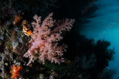 Vibrant soft corals thrive on the edge of a coral reef in Raja Ampat, Indonesia. This remote, tropical region within the Coral Triangle is known for its spectacular collection of marine life.