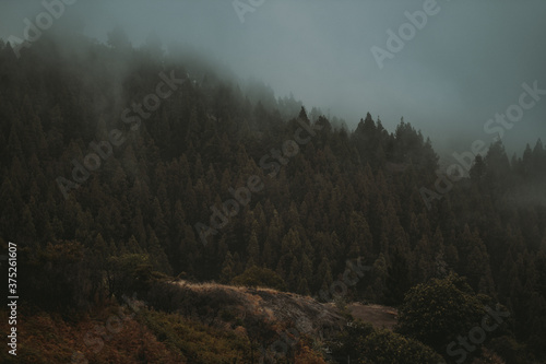 A foggy day with a nice landscape full of pine trees