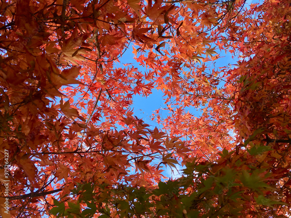 Looking up at beautiful red maple leaves on a sunny day in the fall