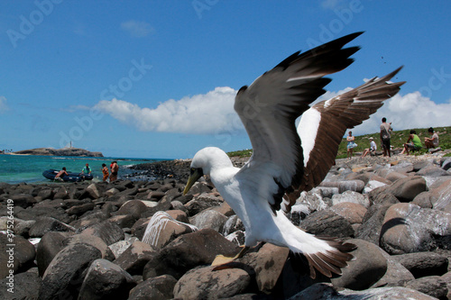 caravelas, bahia / brazil - october 22, 2012: bird atoba is seen on an island in the Parque Marinho dos Abrolhos in southern Bahia. photo