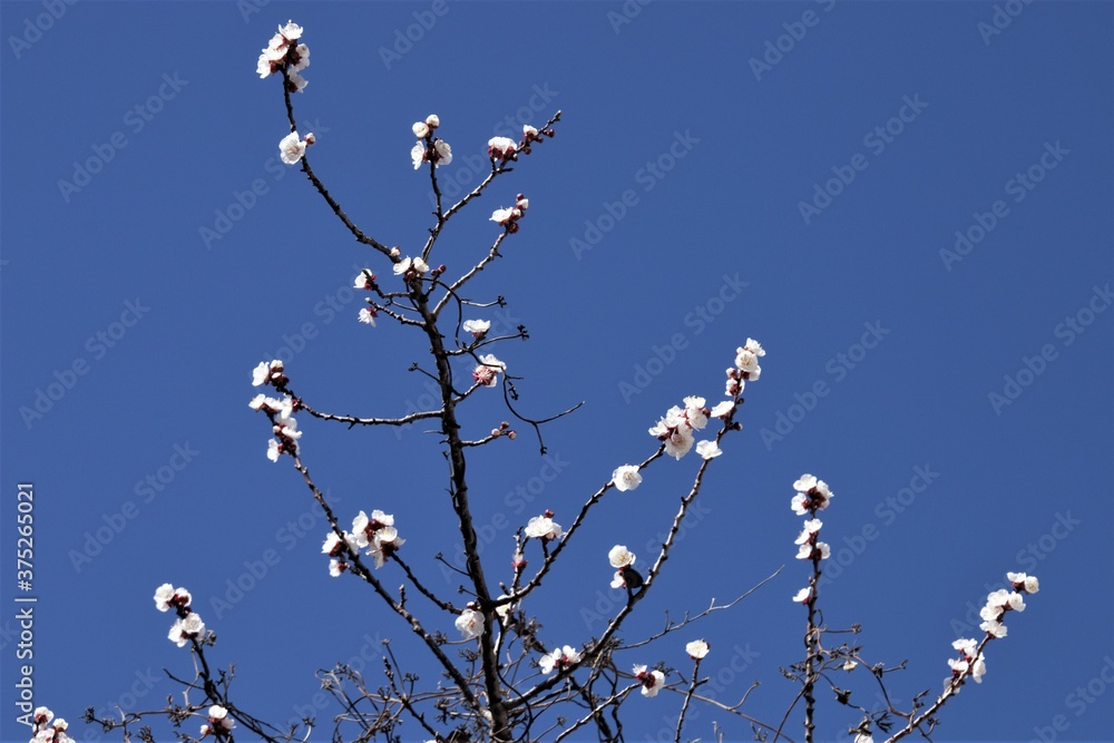 a beautiful tree blooming in the spring or autumn in the garden of my house a beautiful tree blooming in the spring or autumn in the garden of my house
