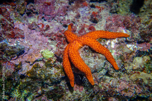 red sea star