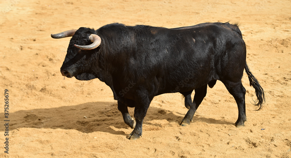 toro negro español en una plaza de toros durante un espectaculo de toreo toro negro español en una plaza de toros durante un espectaculo de toreo