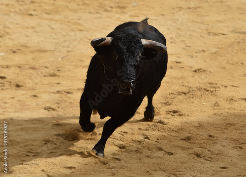 spanish black bull