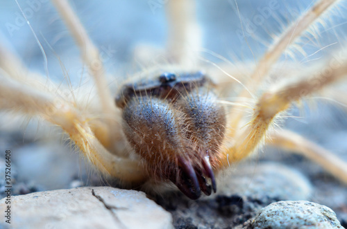 Spider eyes macro close-up
