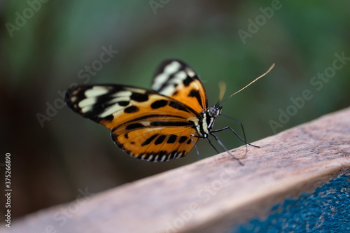 Schöner Schmetterling Falter makro Braunfleckiger Perlmuttfalter Flügelschlag flattern wunderschön orange schwarz weiß blau Holz Baum Bäume Pflanze Holz blau cyan David Schwitzgebel © David Schwitzgebel