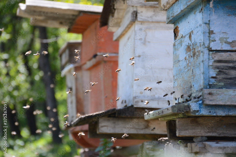 Swarm of bees flying near wooden bee-house. Swarm of bees flying near wooden bee-house.