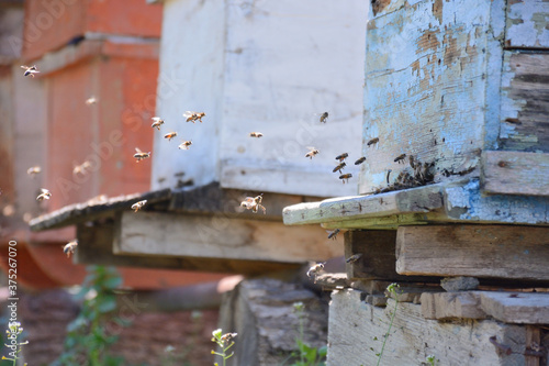 Swarm of bees flying near wooden bee-house. 