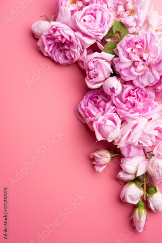  pink fresh fragrance roses  around pink  background. romantic and beauty concept © anakondasp