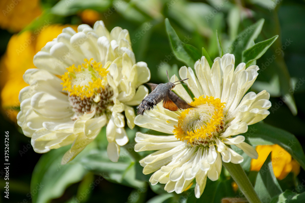 Obraz premium insect flying over a flower.
