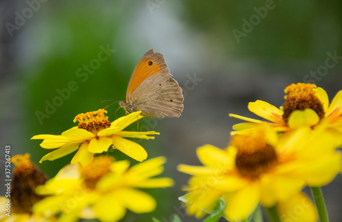 butterfly on yellow flower