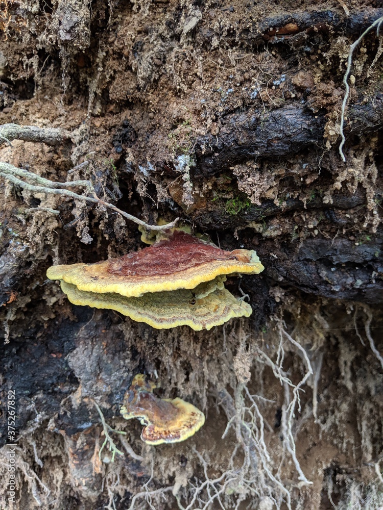 mushroom on the stump mushroom on the stump