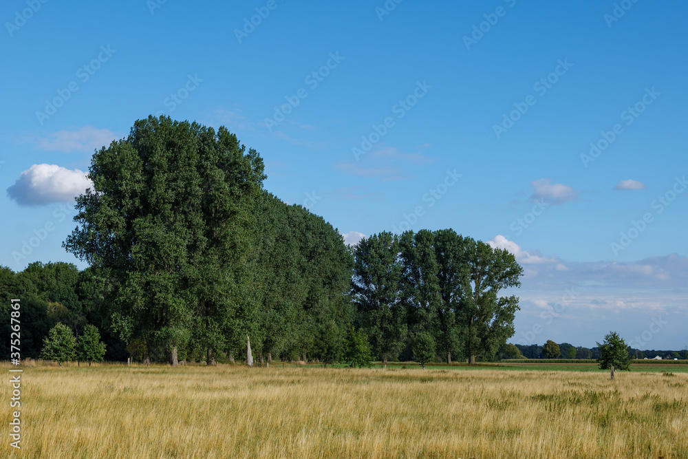 Landscape sunny scenery of agricultural field and meadow against deep blue sky in countryside area in Germany during summer.