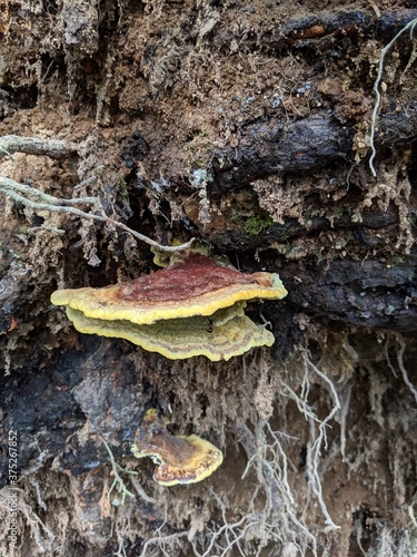 mushroom on the stump