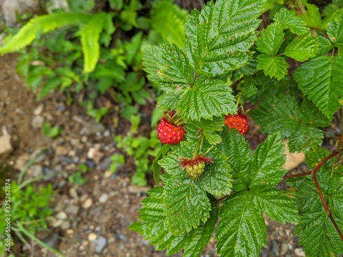wild salmon plant